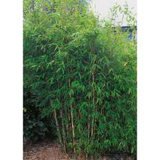 Buske Stor Bergbambu 50-60Cm