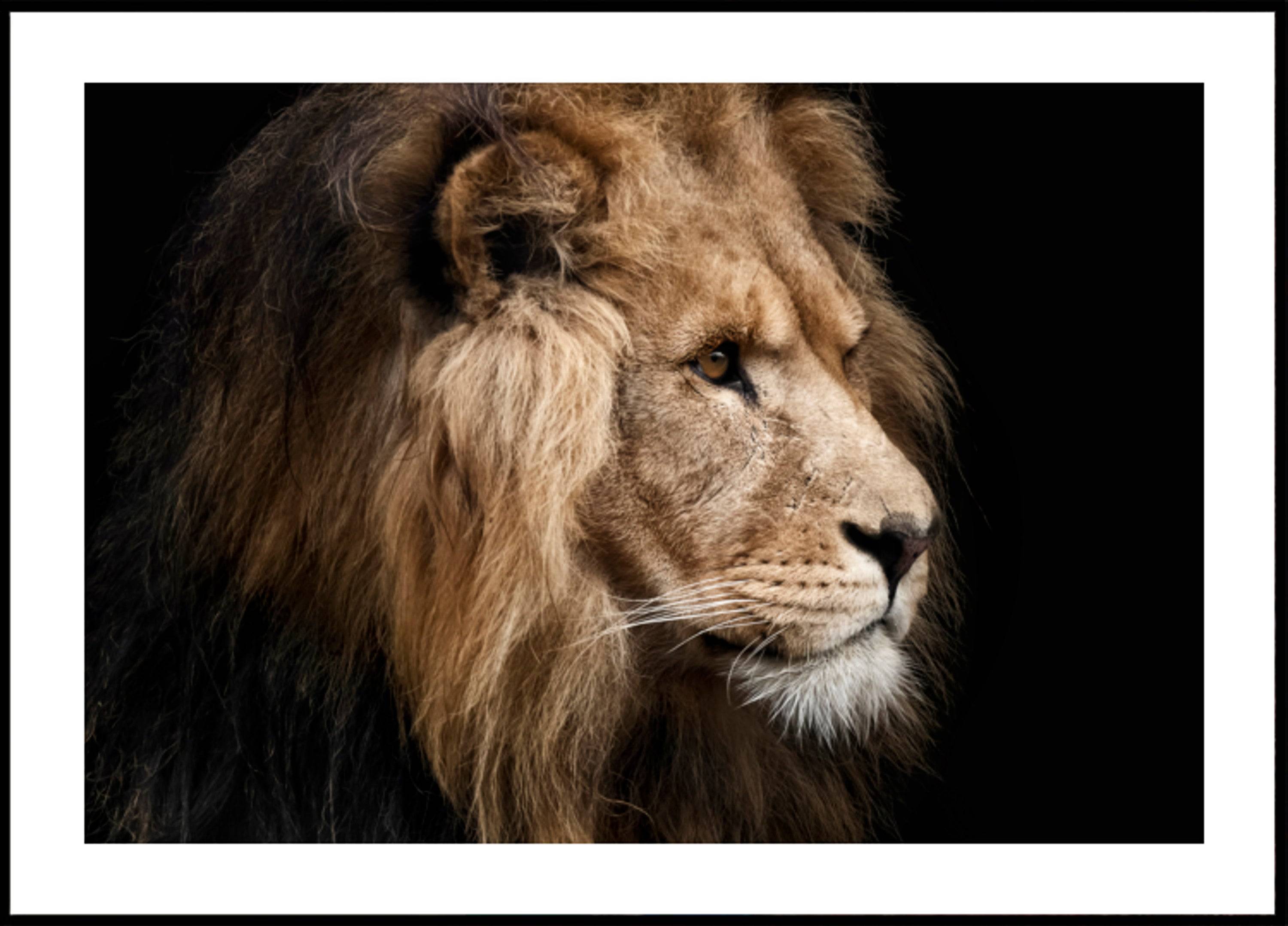 Majestic Lion Profile (30x40) - Plakater > Osorterade verk, BD