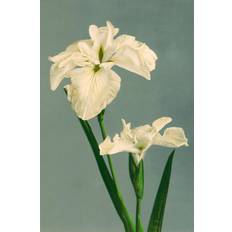 The Dybdahl Co. - Affisch Iris Laevigata - Vit