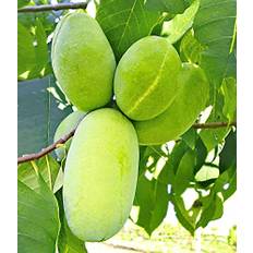 BALDUR Garten HÄBERLI'S Indianer-Banane® Prima®- veredelte Sorte 1 Pflanze, Asimina triloba veredelt winterhart