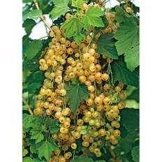 Bärbuske Gulvita Vinbär Stam 40-60Cm 3-Pack