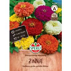 Zinnia frø Dahlia blomsterblanding - Frøkenhat