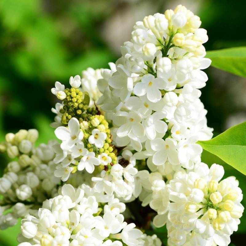 Storblomstret Syren Madame Florent Stepman 40-60 cm. - Bundt med 25 stk. barrodsplanter - Syringa vulgaris Mme Florent Stepman.