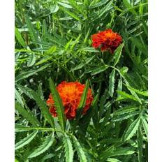 Tagetes patula ‘ Marocco’ Øko