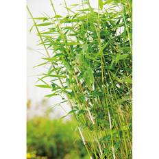 Buske Bergbambu 60-80Cm 10-Pack
