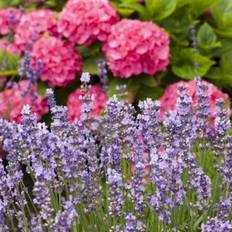 Lavendel 'Hidcote Blue'
