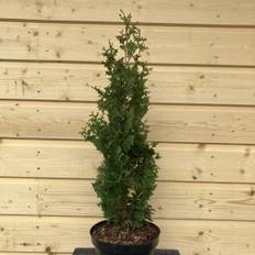 Tuja - Thuja occidentalis Brobeck´s Tower (Storlek: 40-50 C3)