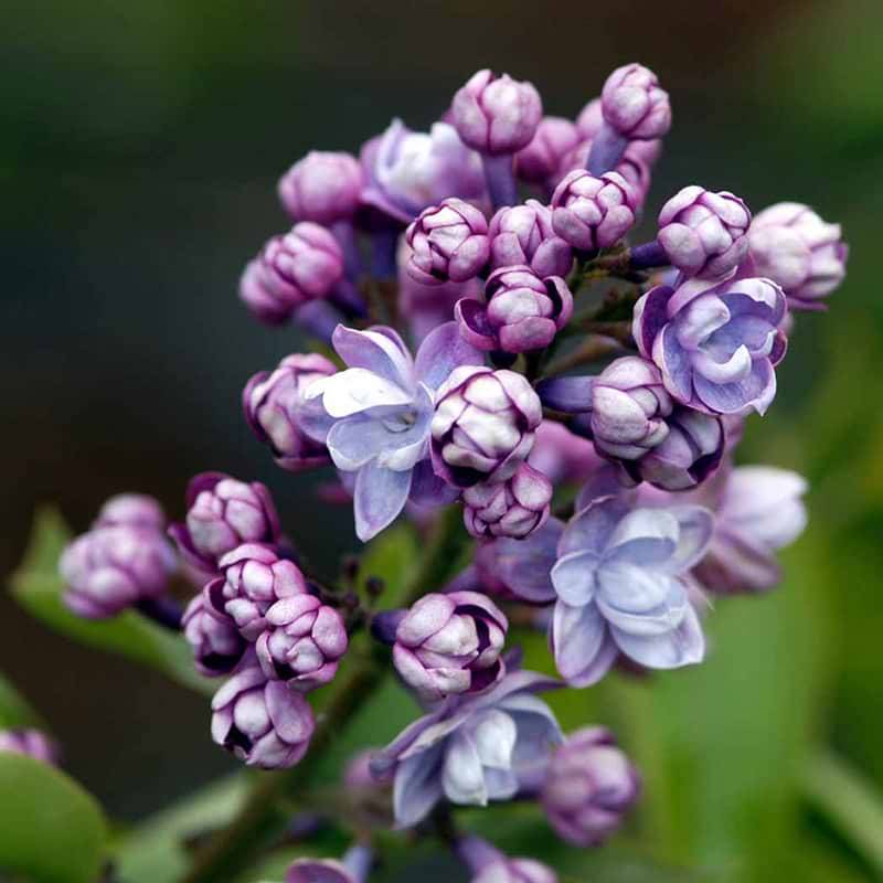 Ægte Syren (Syringa vulgaris 'Michel Buchner') 50-70 cm