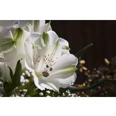 White Lilly's and Amber Pieek.Type