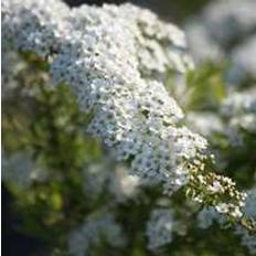 Spiraea cinerea 'Grefsheim'