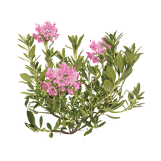 Rhododendron 'Bloombux' - 15-25 cm