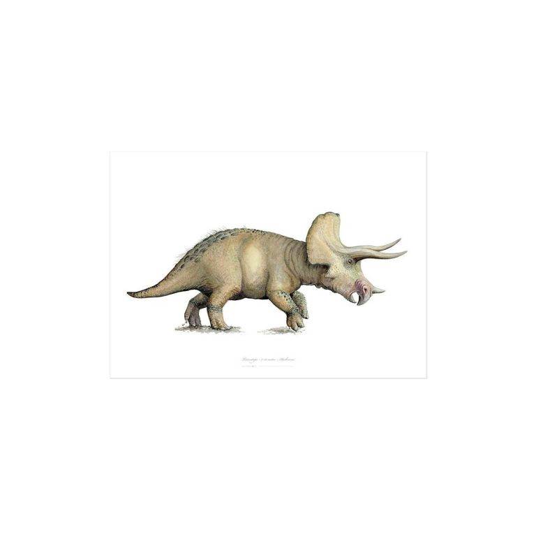 Triceratops Kunstprint A4