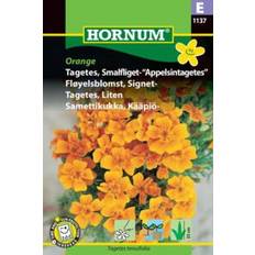 Tagetes / Fløjlsblomst, Smalfliget-Appelsintagetes, frø