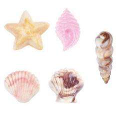 Wilton Chokoladeform, strandskaller