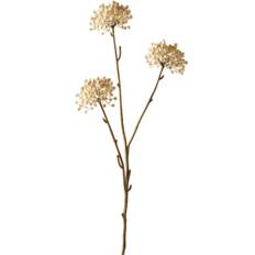 Allium 2024