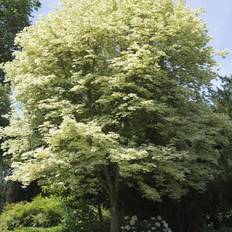 Acer platanoides 'Drummondii', Sh. 120 co, co