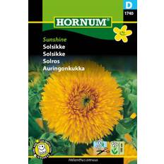 Solros 'Sunshine'