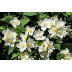 Philadelphus coronarius 'Finn', co, 10-p