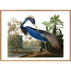 The Dybdahl Co - Louisiana Heron. Print #6502 - Plakat - Heron - 50x70 cm