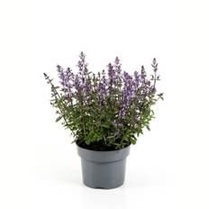 Katteurt, Nepeta, Ø17 cm (På lager i butik)