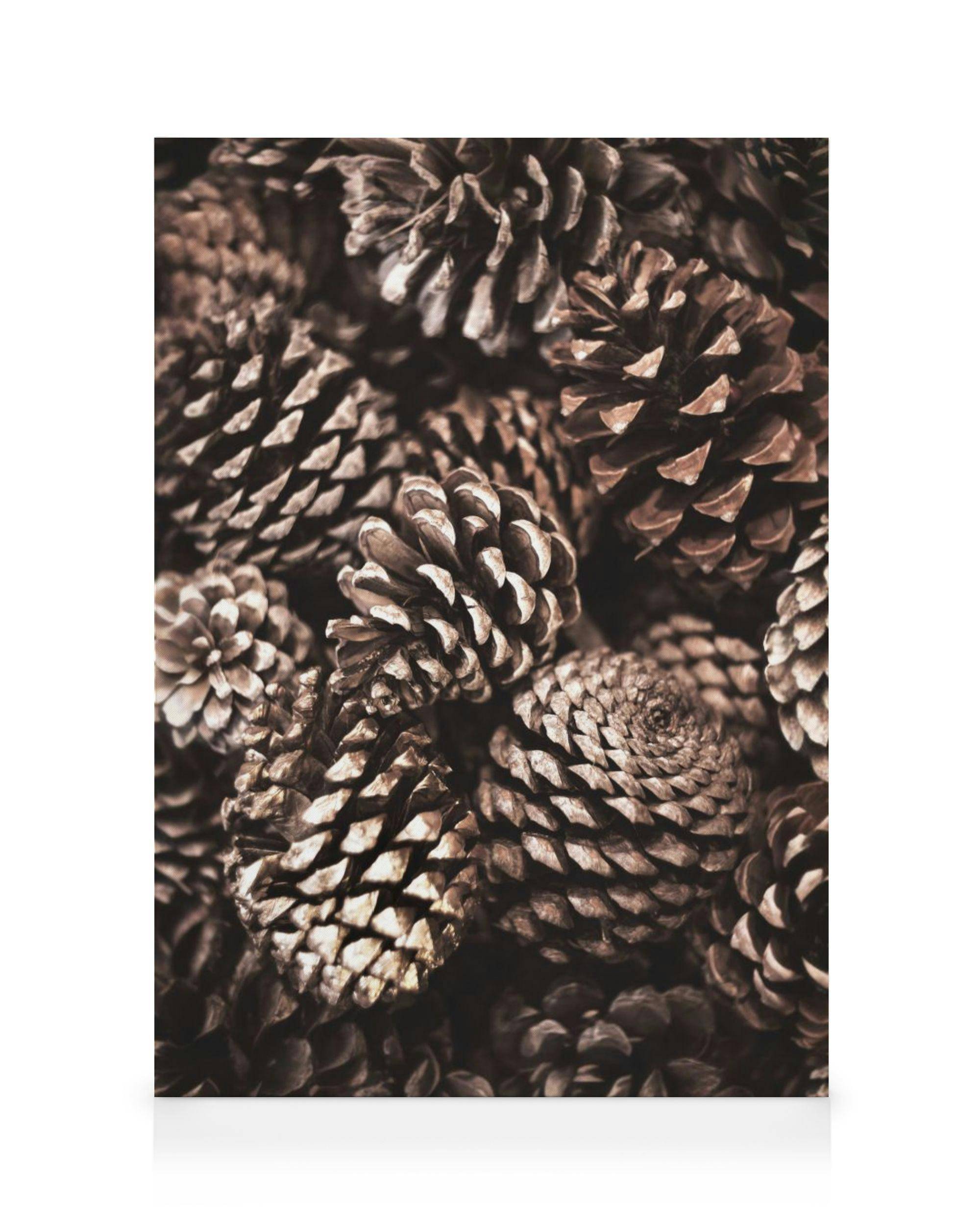 Canvastavlor Pine Cones Canvastavla (50x70 cm - Ekram)