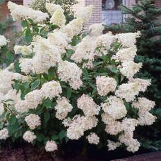 Syrénhortensia (Storlek: 30-40 C3,5)