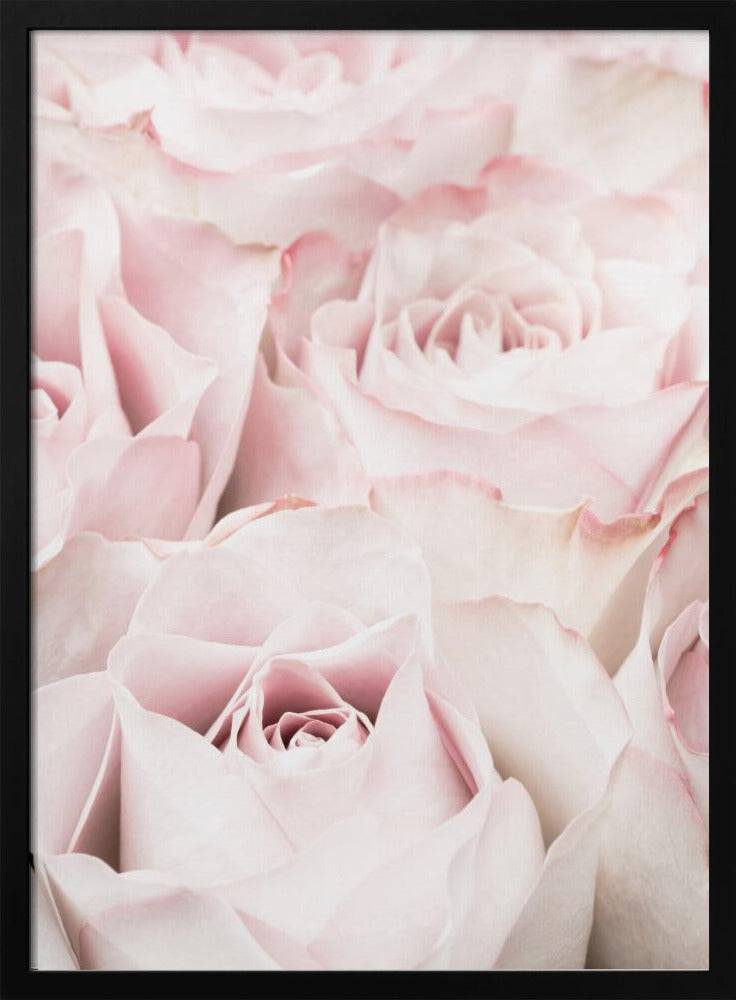 Pink Roses 05 - Poster / Art Print