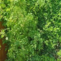 Vildtomat – Wild tomate Gelbe Orange