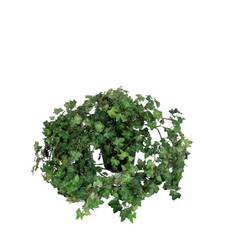 Plante Efeu Ivy 85 h