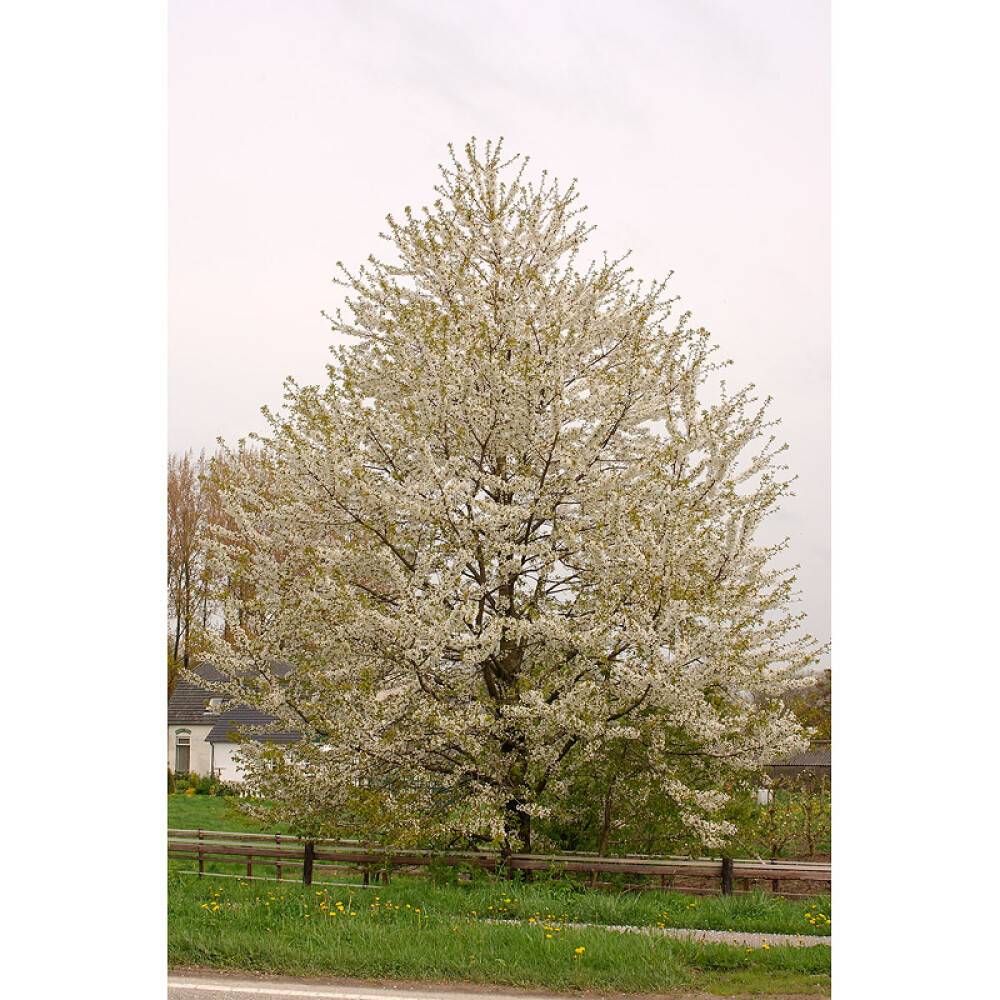 HÖGSTAMSTRÄD FÅGELBÄR VIT 250CM STAMOMFÅNG 6-8CM