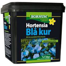 Hortensia blå kur