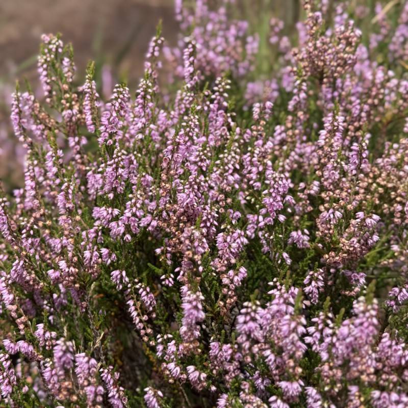 Efterårslyng Jysk Naturform - Calluna vulgaris Jysk Naturform.