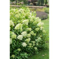 Buske Vipphortensia Grön 50-60 Cm Krukodlad