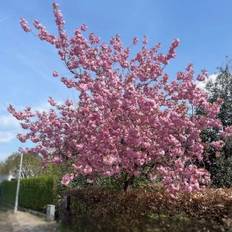 Japansk kirsebær 'Kanzan'