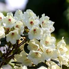 Rododendron (Storlek: 25-30 C5)