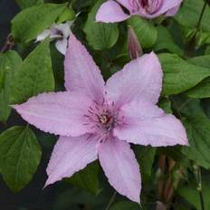 Klematis 'Hagley Hybrid'