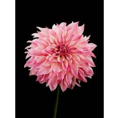 Dahlia 'Café au Lait Royal'