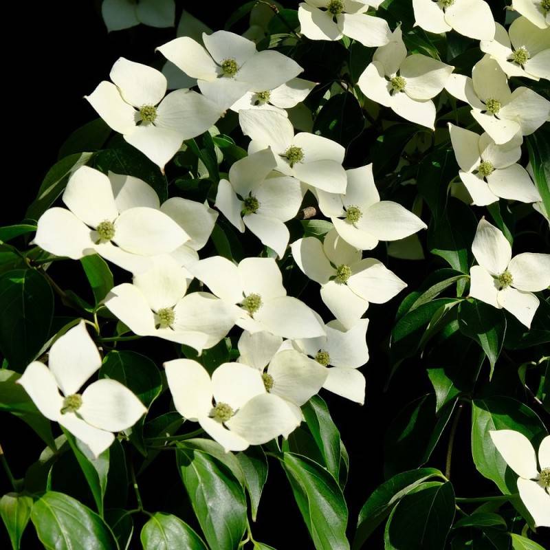 Koreakornel 40-60 cm. - Bundt med 25 stk. barrodsplanter - Cornus kousa