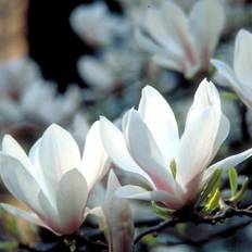 Magnolia (Magnolia 'Soulangeana') Opstammet 60 cm