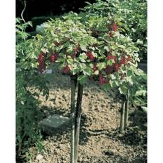 Omnia Garden Vinbärsbuske Röda Rolan Stam - 1-pack