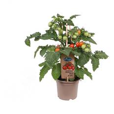 Tomatplanta Med Frukt 14Cm