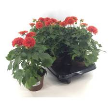 Dahlia Kruka 12Cm