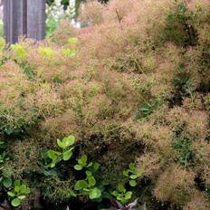 Parykbusk (Cotinus coggygria 'Young Lady') 20-50 cm