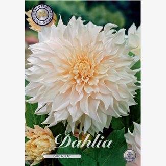 Dahlia, Cafe au Lait