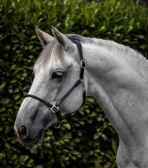 Premier Equine Hennaroso Rolled Anatomic læder grime