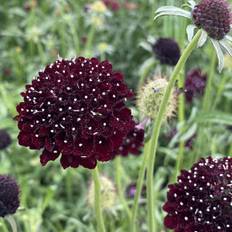 Enkeblomst, Scabiosa Antropurpurea Black Knight