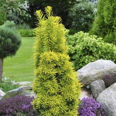 Taks (Taxus baccata 'David') 150-180 cm