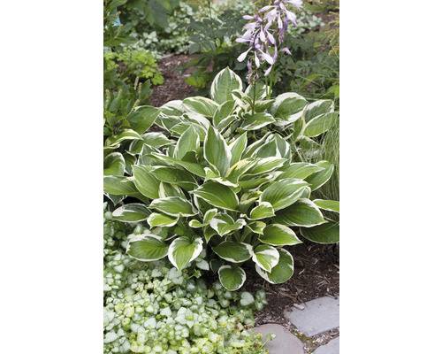 Blomsterfunkia OMNIA GARDEN Hosta fortunei 'Patriot' 6-pack