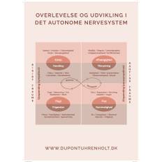 Det autonome nervesystem - plakat (70x100 cm)