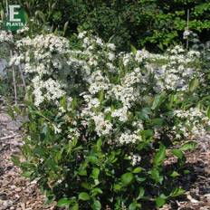 Liten Svartaronia (Storlek: Häck C1)